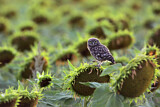 Image. Little Owl