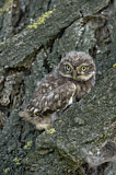 Image. Little Owl