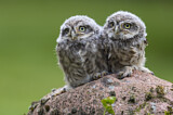 Image. Little Owl