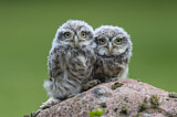 Image. Little Owl
