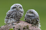 Image. Little Owl