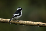 Image. Little Pied Flycatcher