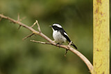 Image. Little Pied Flycatcher