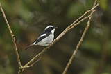 Image. Little Pied Flycatcher