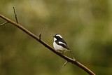 Image. Little Pied Flycatcher