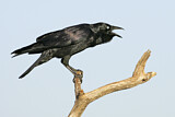 Image. Little Raven