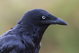Image. Little Raven