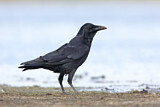 Image. Little Raven