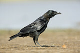 Image. Little Raven