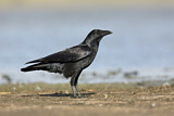 Image. Little Raven