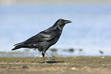 Image. Little Raven