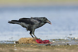 Image. Little Raven