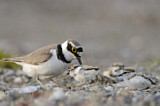 Image. Little Ringed Plover