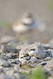 Image. Little Ringed Plover