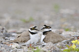 Image. Little Ringed Plover