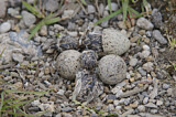 Image. Little Ringed Plover