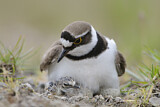 Image. Little Ringed Plover