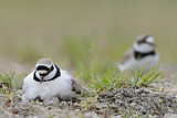 Image. Little Ringed Plover