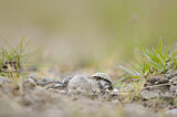 Image. Little Ringed Plover
