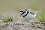 Image. Little Ringed Plover