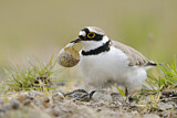 Image. Little Ringed Plover