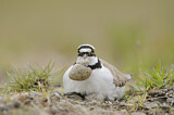 Image. Little Ringed Plover