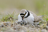 Image. Little Ringed Plover