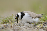 Image. Little Ringed Plover