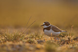 Image. Little Ringed Plover