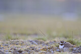 Image. Little Ringed Plover