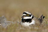 Image. Little Ringed Plover