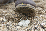 Image. Little Ringed Plover