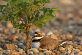 Image. Little Ringed Plover