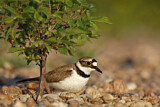 Image. Little Ringed Plover
