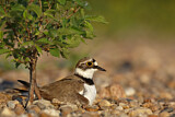 Image. Little Ringed Plover