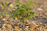 Image. Little Ringed Plover
