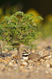 Image. Little Ringed Plover