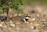Image. Little Ringed Plover