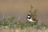 Image. Little Ringed Plover