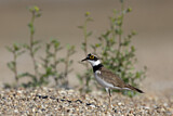 Image. Little Ringed Plover