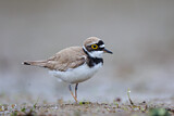 Image. Little Ringed Plover
