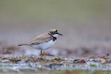 Image. Little Ringed Plover