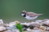 Image. Little Ringed Plover