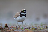Image. Little Ringed Plover
