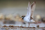 Image. Little Ringed Plover