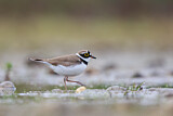 Image. Little Ringed Plover