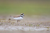 Image. Little Ringed Plover