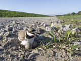Image. Little Ringed Plover