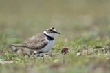 Image. Little Ringed Plover