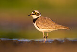 Image. Little Ringed Plover